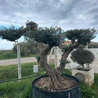 Piante di ulivo per il giardino