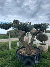 Piante di ulivo per il giardino