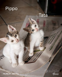 Adozione gattini