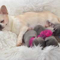 Cuccioli di Chihuahua linea russa pedigree Enci