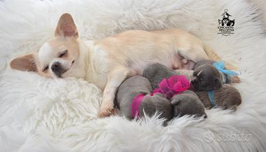 Cuccioli di Chihuahua linea russa pedigree Enci