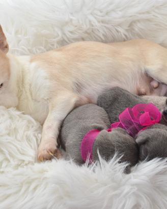 Cuccioli di Chihuahua linea russa pedigree Enci