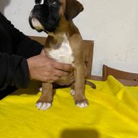 Cucciola boxer