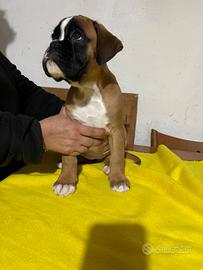 Cucciola boxer