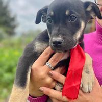 Cucciole cane nero dolce vaccino Labrador meticci