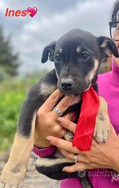 Cucciole cane nero dolce vaccino Labrador meticci