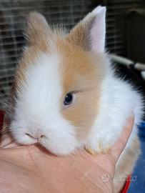 Coniglio nano testa di leone