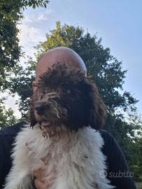 Lagotto