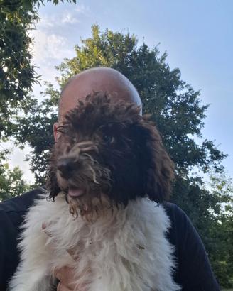 Lagotto