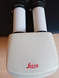 Testa Leica