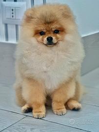 Spitz di pomerania