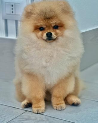 Spitz di pomerania