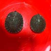 Tartarughe Chrysemys picta con CITES