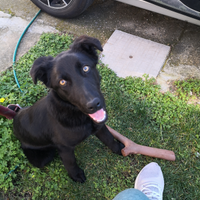 Cagnolina adozione