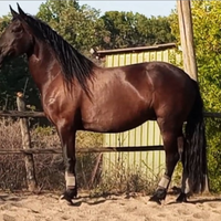 Cavalla murgese 7 anni