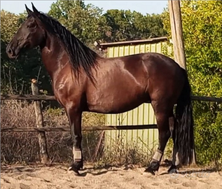 Cavalla murgese 7 anni