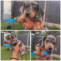 Cuccioli di bassotti merle femminucce