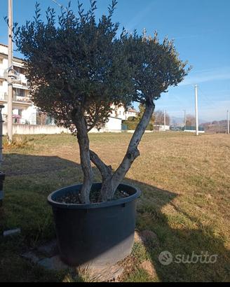 Olivo in vaso Olea Europaea