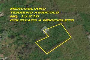 TER. AGRICOLO A MERCOGLIANO