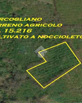 TER. AGRICOLO A MERCOGLIANO