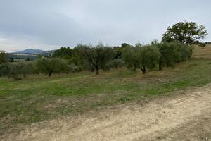 Uliveto a Lugnano in Teverina