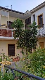 Pianta Yucca - tronchetto felicità 