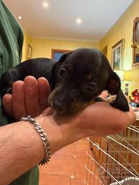 Cuccioli di bassatto