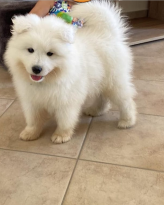 Cuccioli di samoiedo