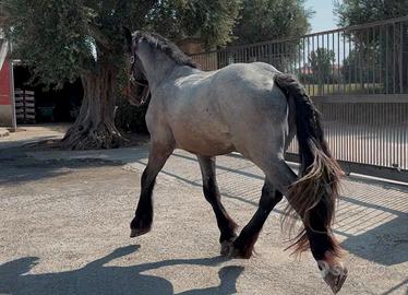 Puledro Francese da tiro, 2 anni