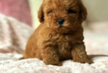 Cucciolo di barboncino rosso