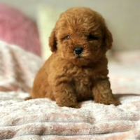 Cucciolo di barboncino rosso
