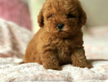 Cucciolo di barboncino rosso