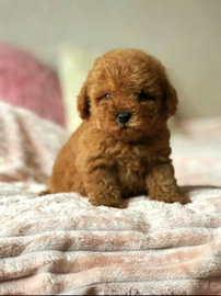 Cucciolo di barboncino rosso