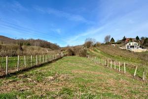 PALESTRINA: TERRENO AGRICOLO