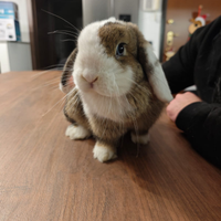 Coniglio minilop Agouti split con di gabbia
