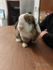 Coniglio minilop Agouti split