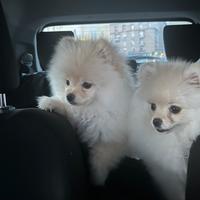 Spitz Pomerania Nano