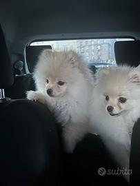 Spitz Pomerania Nano