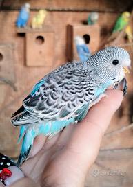 Pullo da allevare a mano