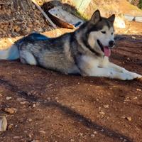 Alaskan malamute per monta
