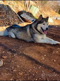 Alaskan malamute per monta