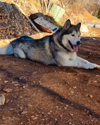 Alaskan malamute per monta