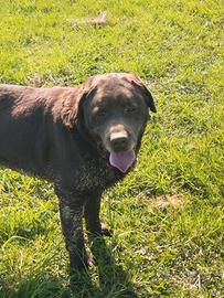 Labrador retriever adulti