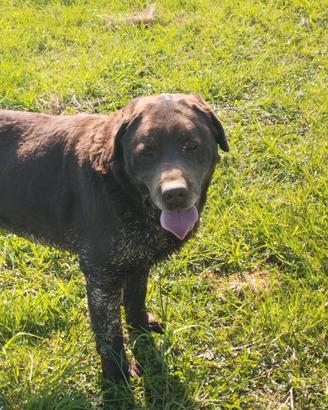 Labrador retriever adulti