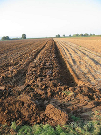 Terreno agricolo vigneto