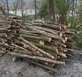 Legna di acacia da ardere o per recinto esterno