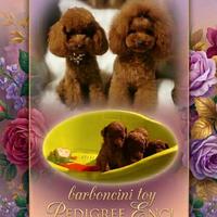Barbinci Toy Red pedigree ENCI