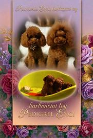 Barbinci Toy Red pedigree ENCI