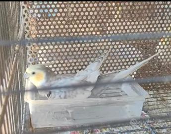 Calopsite faccia pastello