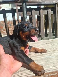 Cuccioli di dobermann